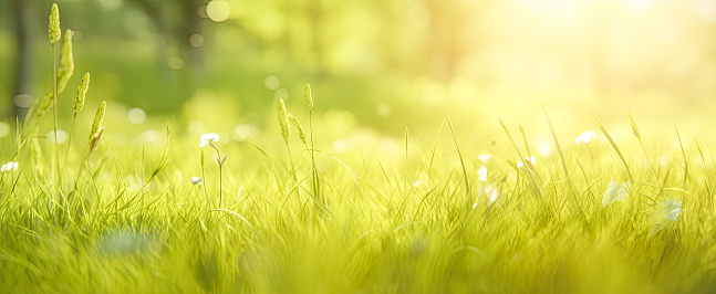 Bokeh Of Light, Green Grass And Trees. Sun Rays. Summer Or Spring Season