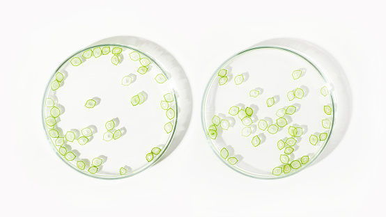 Research of herbs, plants, greenery, plant particles, grass, organic matter, biology, microbiology, photosynthesis, green energy, essential oils, organic cosmetics, natural cosmetics, biofuels, algae. Natural green laboratory. Experiments. Petri dishes with green plants on a light background.