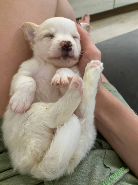 istock White Kokoni puppy, sleeping on its owner's lap on its back, with a hatchet nose and pink paws 1479766402