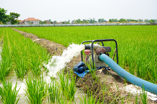 Irrigation of rice fields using pump wells with the technique of pumping water from the ground to flow into the rice fields. The pumping station where water is pumped from a irrigation canal.