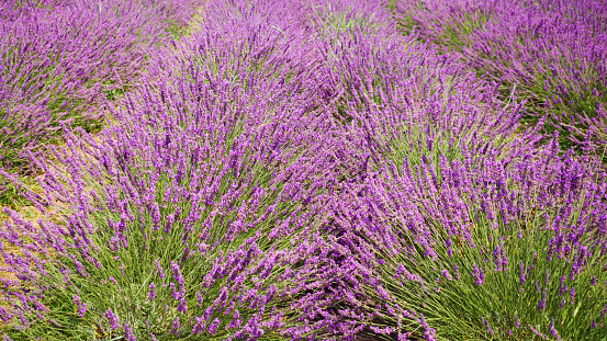 Lavender bushes on field. Sun gleam over purple flowers of lavender.  Closeup view with space for text. Banner design wallpaper.