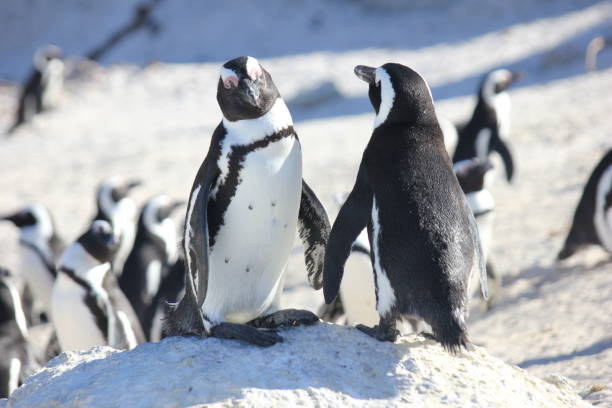 african jackass penguin - cape town jackass penguin africa animal imagens e fotografias de stock