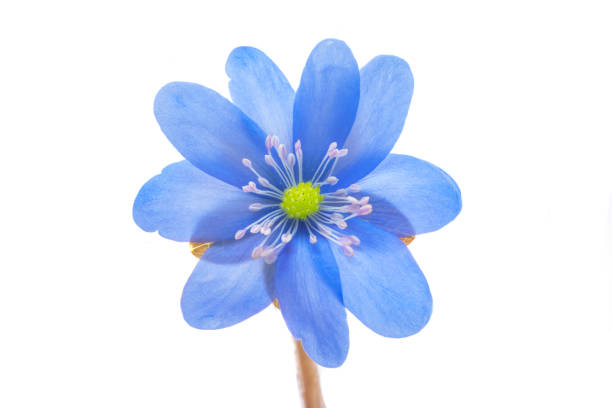 Hepatica Nobilis - first Spring flower isolated on white background