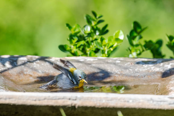 Northern parula in bird bath