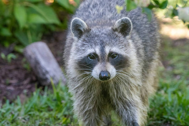 istock Portrait of a raccoon 1479772081