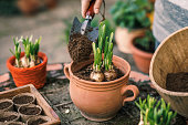 Planting daffodil plant bulb into flower pot