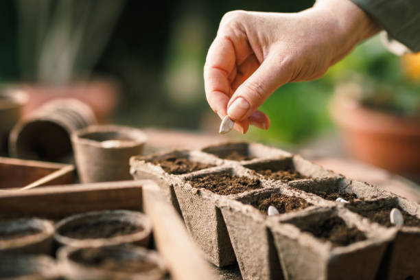 istock Farmer planting seed into seedling tray 1479772971
