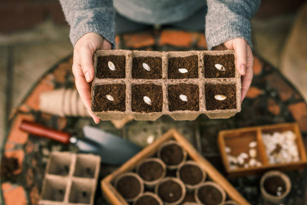 Spring planting and sowing stock photo