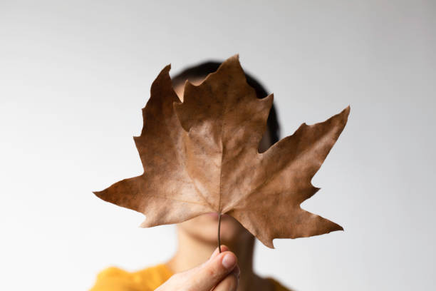 istock Woman Holding a Dry Leaf 1479773142