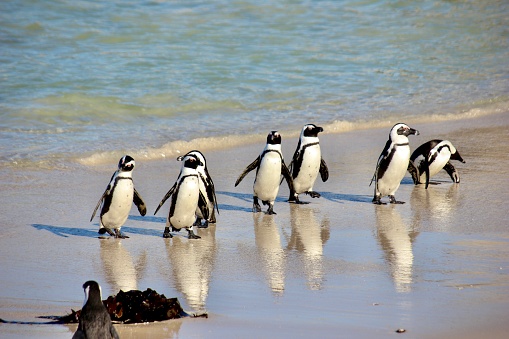 Simons Town Penguins