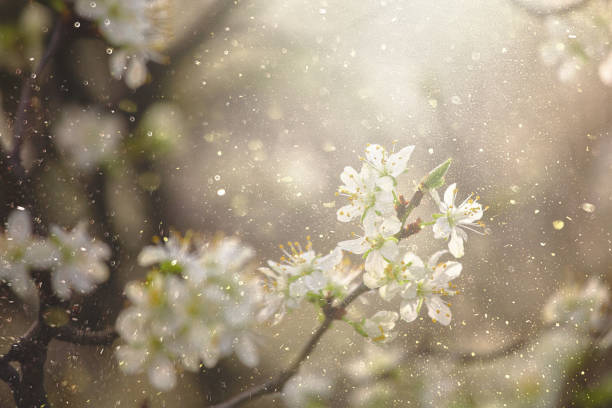공중에 꽃가루가있는 꽃 - pollen 뉴스 사진 이미지