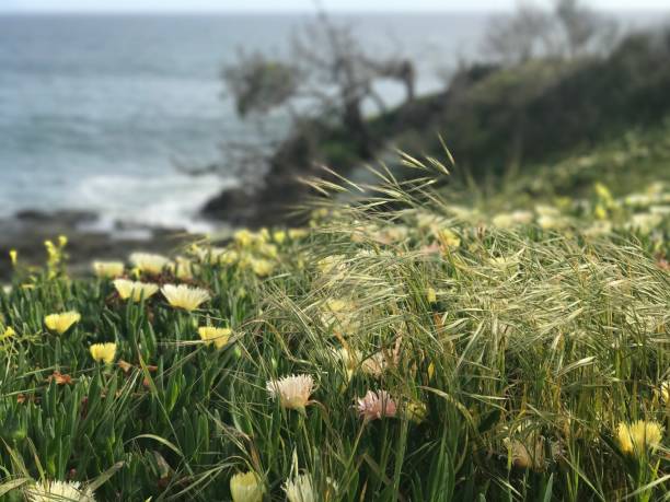 istock Grass sprouting and blowing in the wind with flowers in bloom, beachside cliff, Santa Cruz, CA 1479780204