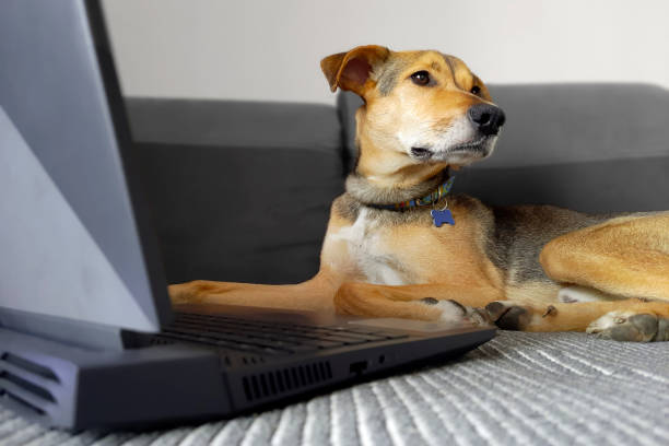 istock Dog and laptop. Defocused background. 1479780542