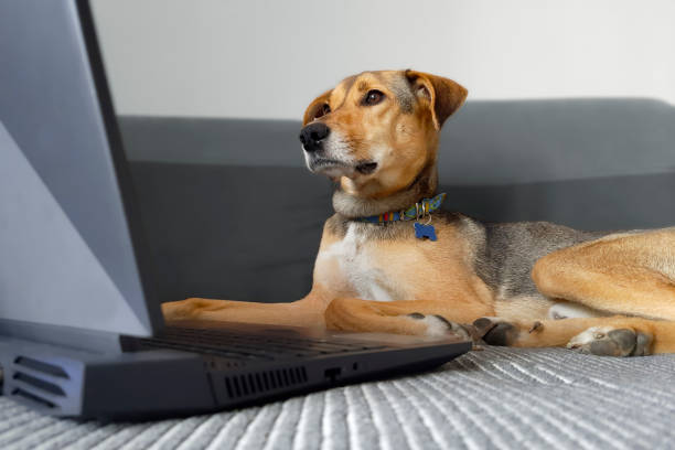 istock Dog lies on couch and looks into open laptop. 1479780549