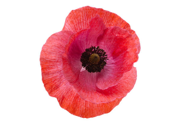 istock beautiful poppy flowers isolated 1479780760