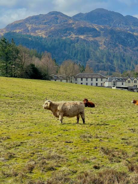 Scotland highland cow