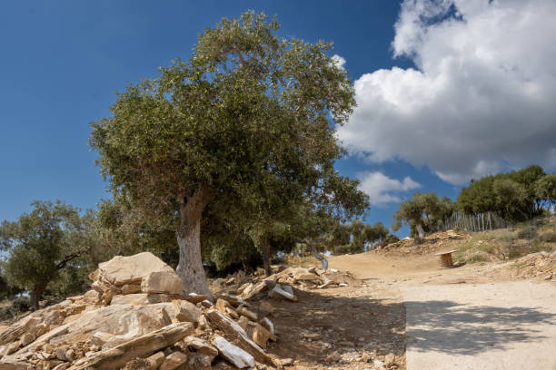 istock Olive trees, Giola lagoon, Greece 1479781181