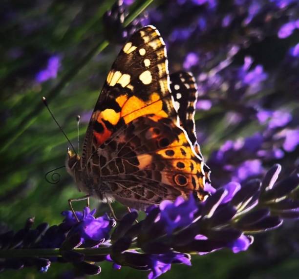 istock Butterfly seen from the back on a strand of lavender 1479782340