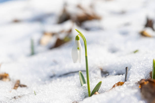 istock snowdrops in the forest in early spring 1479782614