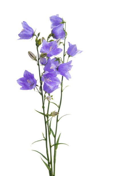 istock flowers bluebells isolated 1479783149