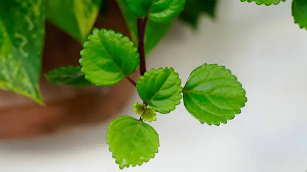Plectranthus verticillatus, has oval-shaped leaves, serrated on the edges, green in color with dark leaf stalks and tree trunks. This species is known as whorled plectranthus, Swedish ivy.