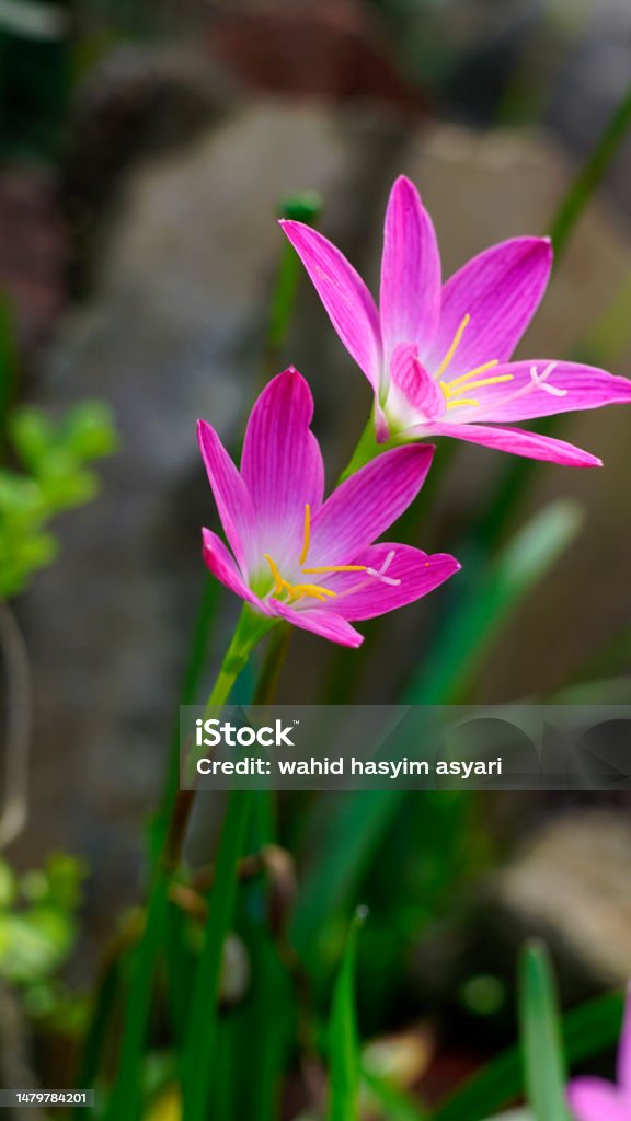 Zephyranthes rosea Zephyranthes rosea is blooming in the garden. The color is pink with yellow pistils and dark green flower stalks. This species is known as Rain Lily, Rosy Rain Lily, Rosy Zephyr Lily Backgrounds Stock Photo