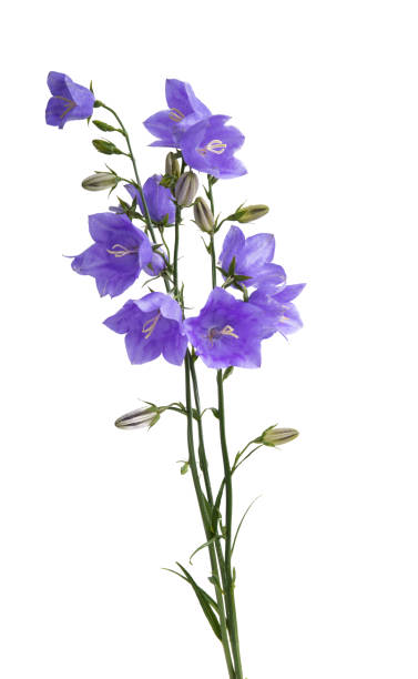 istock flowers bluebells isolated 1479784702