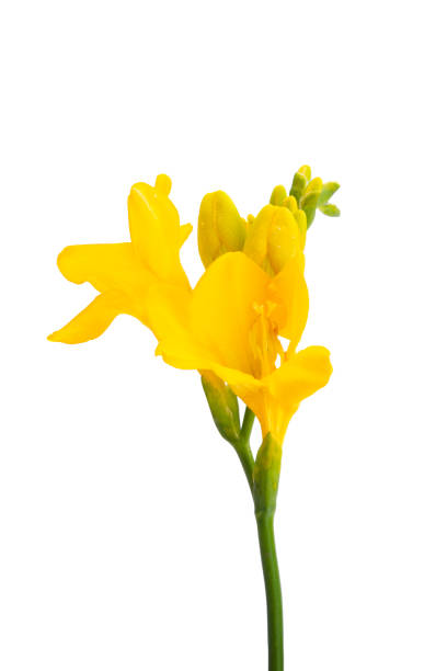istock yellow freesia isolated 1479784725