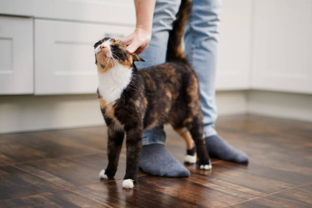 istock Man stroking his cute contented cat at home 1479784729