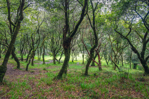istock Hiking in the beautiful Fanal forest. 1479784934