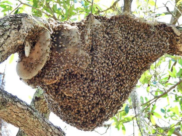 istock Honeycomb with a mass of bees in a tree 1479785938
