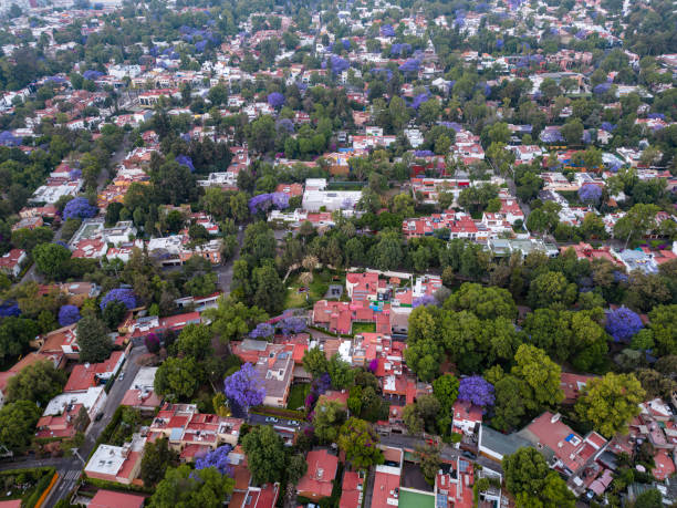 istock Spring time in Mexico Cty with Jacaranda trees 1479788958