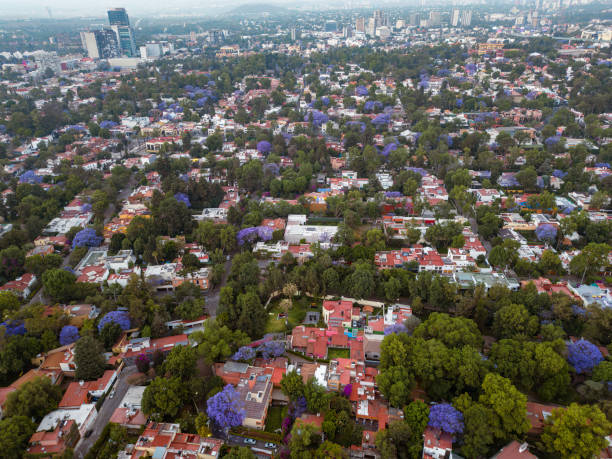 istock Spring time in Mexico Cty with Jacaranda trees 1479789090