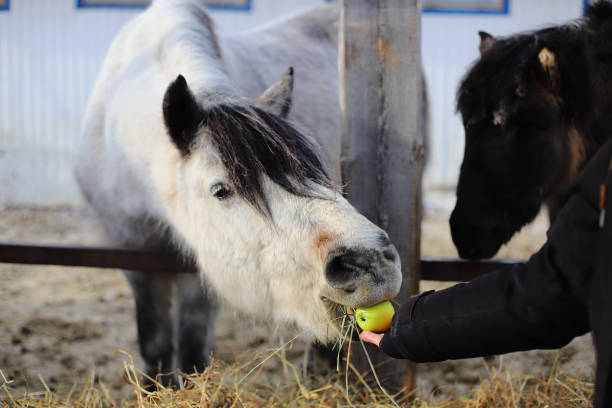 Human hand is feeding a white horse with an apple