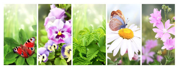 istock Set of vertical banner with summer scenes. Pansy and chamomile flower,  butterfly, raspberry leaves on sunny beautiful nature background. Collection of spring banners 1479789751