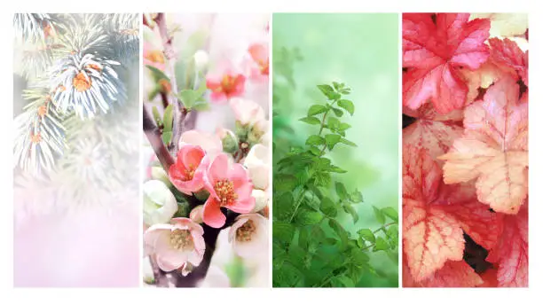 Photo of Four seasons of year. Set of vertical nature banners with winter, spring, summer and autumn scenes