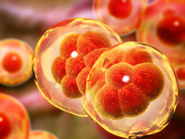 Cell Division. Stages of Mitosis. Horizontal banner with Process Division Of Cell on blurred background of red and yellow colors - fotografia de stock