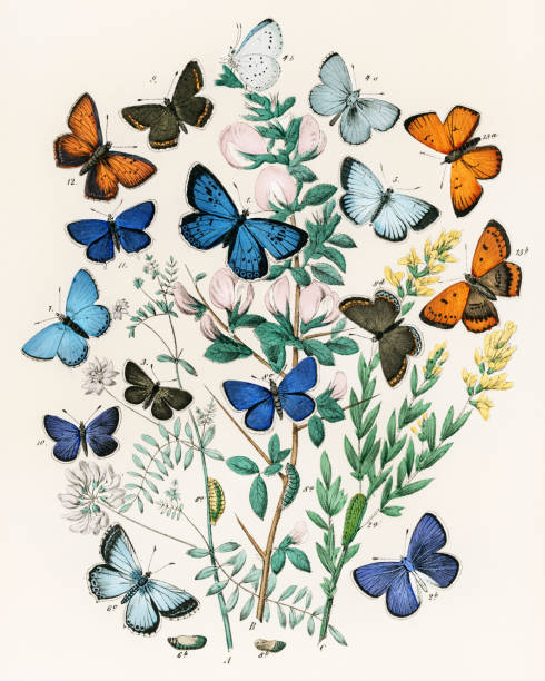 Beautiful butterfly illustration. Ca.1889
