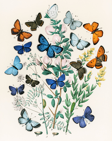 Vintage Butterfly illustration by  William Forsell Kirby. Plate of the book 