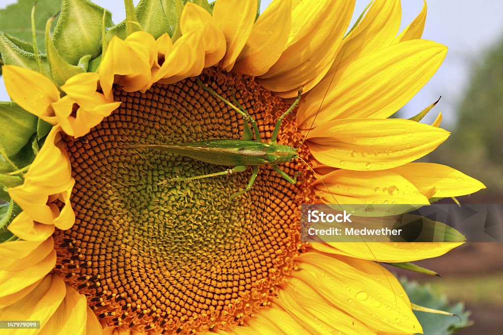 Wanderheuschrecke auf der Sonnenblume - Lizenzfrei Fotografie Stock-Foto