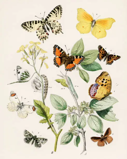 Photo of Beautiful butterfly illustration. Ca.1889