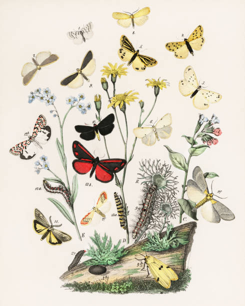 Beautiful butterfly illustration. Ca.1889