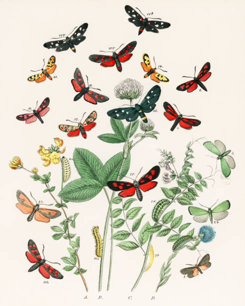 Beautiful butterfly illustration. Ca.1889