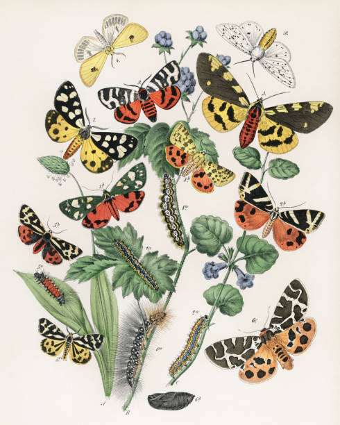 istock Beautiful butterfly illustration. Ca.1889 1479792120