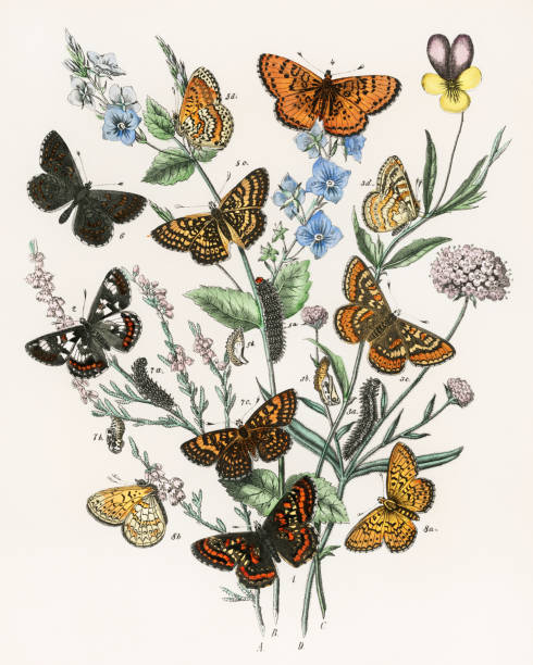 istock Beautiful butterfly illustration. Ca.1889 1479792125