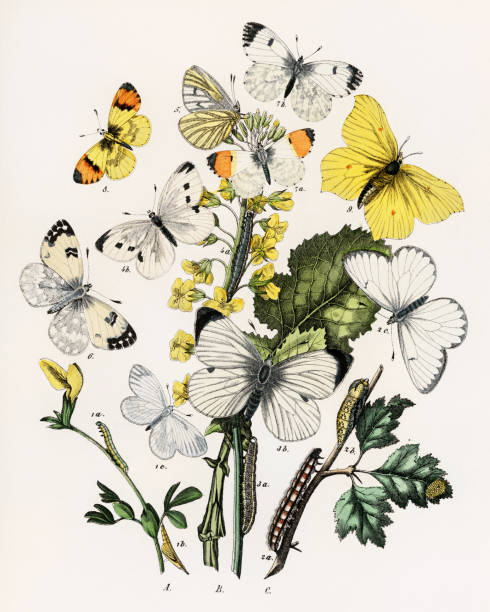 istock Beautiful butterfly illustration. Ca.1889 1479792146