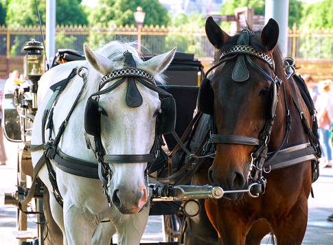A horse team of two horses harnessed to a carriage in the center of the capital of Austria, the city of Vienna