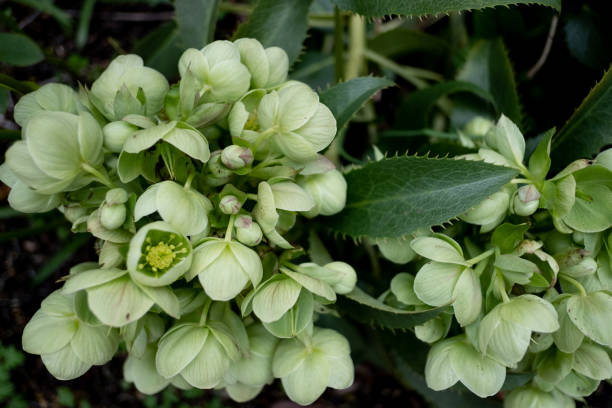 istock Green flowering plant 1479796647