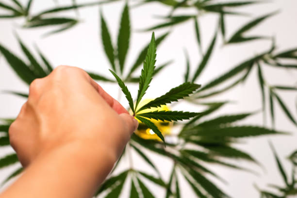 istock Cannabis leaf. Defocus cannabis leaf in hands on white background. Legalization, medicine. Flowering plant. Marijuana background. Out of focus 1479796762
