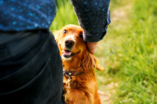 Orange spaniel. Hand caressing cute homeless dog with sweet looking eyes in summer park. Person hugging adorable orange spaniel dog with funny cute emotions. Adoption concept. Out of focus.